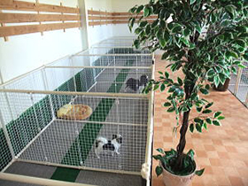 犬舎内部の様子