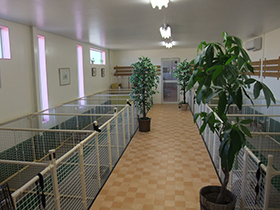 犬舎内部の様子